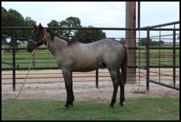 Wright S Quarter Horses Blue Valentine Headquarters Sale Barn